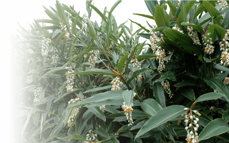 沖縄の長寿の里で 長年愛用されてきた美容のための琉球伝統漢方