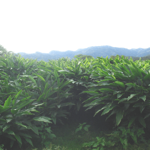 沖縄「長寿の里」大宜味村のオーガニック農場で種子から流通まで一貫した製品づくり